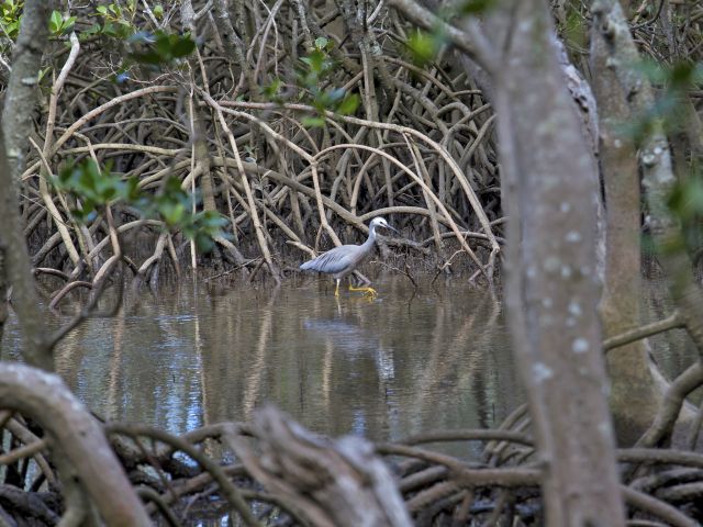 You might see a heron stalking its prey among the mangrove roots.