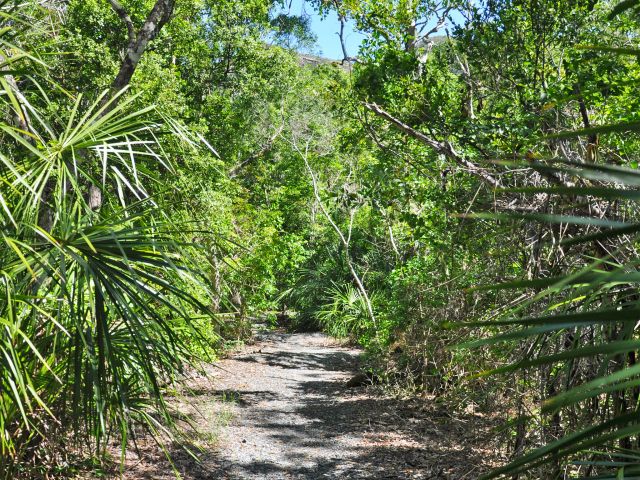 Photo of the Yuwi plant trail which follows the coast through open woodland and a cool pocket of rainforest.