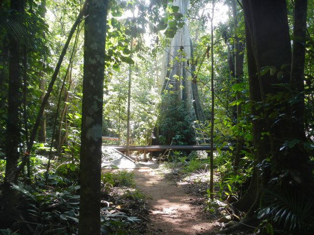 Be awed by your first glimpse of this giant fig on the Rainforest walk.