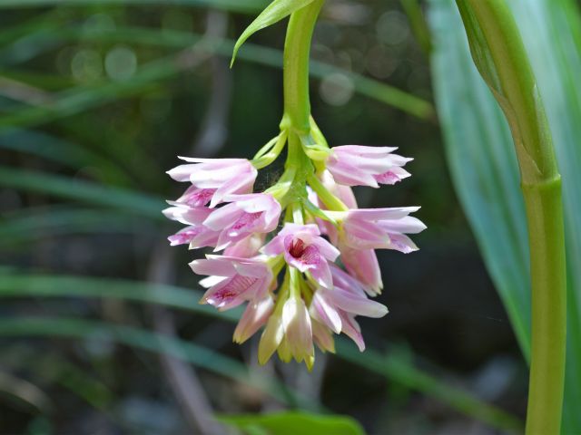 Look for wildflowers along the Beachcomber Cove track.