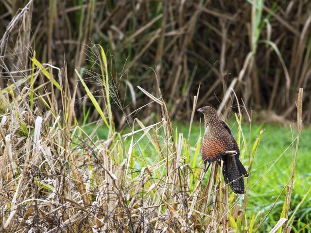 Keep an eye out for pheasant coucals on the Creek walk.