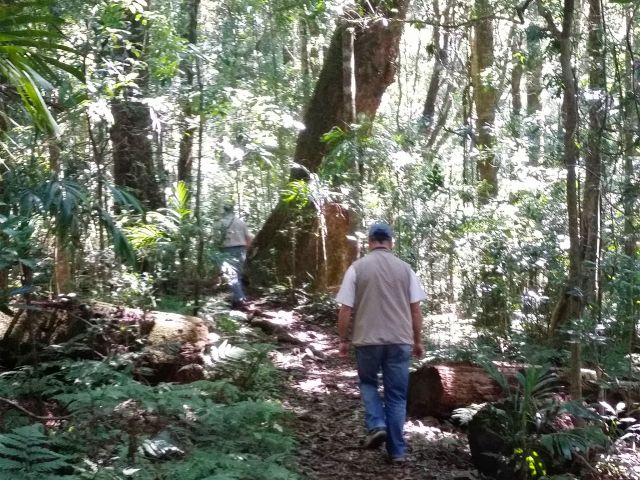 Enjoy this short walk through the rainforest to a lookout with magical views.