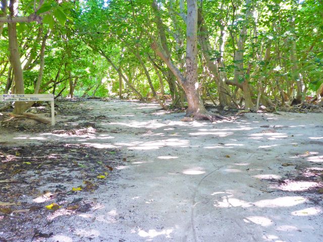 Head through the forest to the southern beach.
