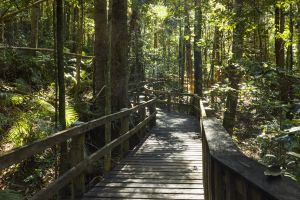 Photo of Clohesy River fig tree boardwalk