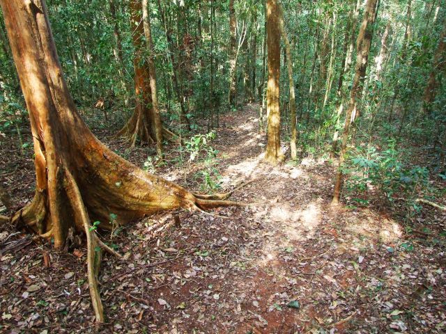 The Cedar Grove hiking trail takes walkers through rainforest, open eucalypt forest and native hoop pine plantation.