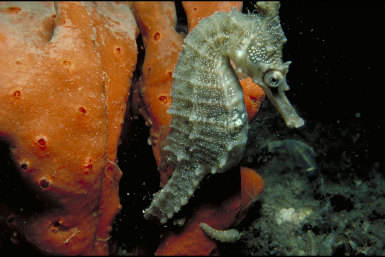 A brownish-coloured seahorse hanging onto a piece of orange coral by its tail. Its colouring does not allow it to blend in against the coral.