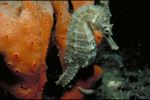 A brownish-coloured seahorse hanging onto a piece of orange coral by its tail. Its colouring does not allow it to blend in against the coral.