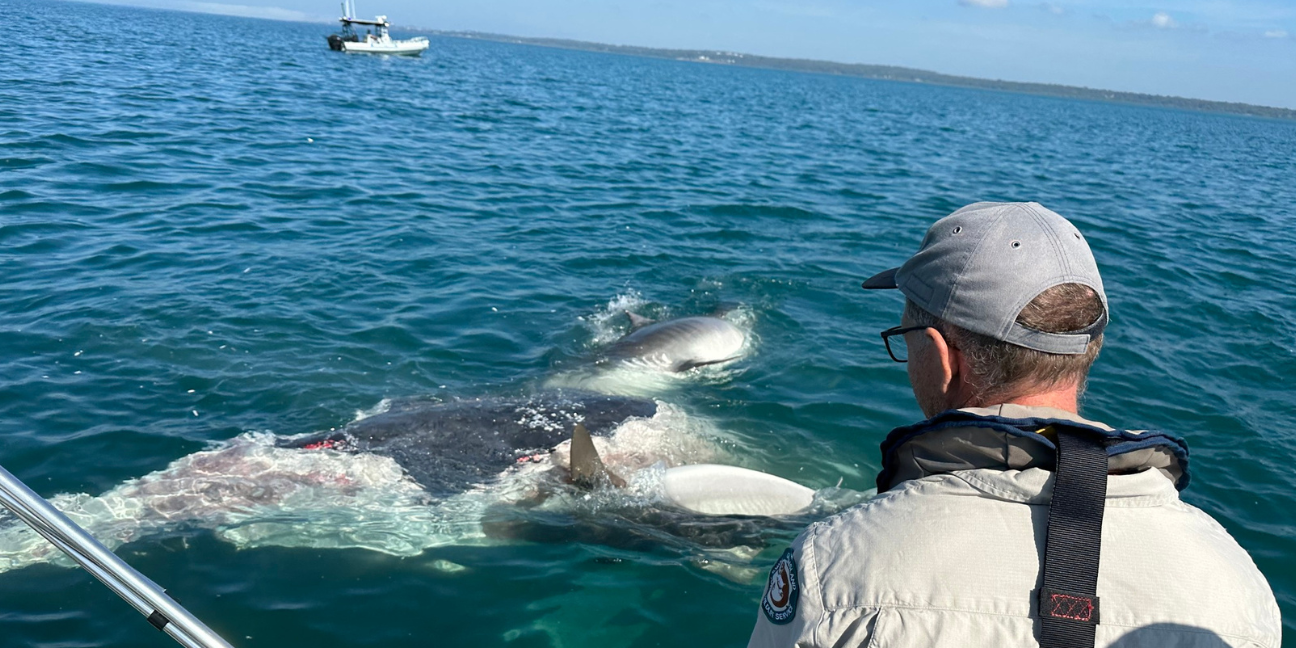 Marine Parks Ranger stands on boat looking at tiger sharks feeding on deceased humpback whale in water.