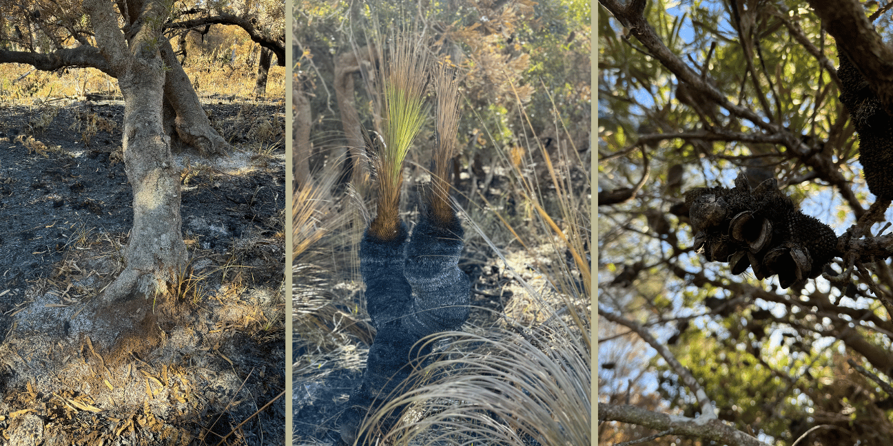 Three images, first image shows unburnt tree with burn grass around it; second image shows two burnt grass trees sprouting new growth; third image shows opened banksia seed pods.