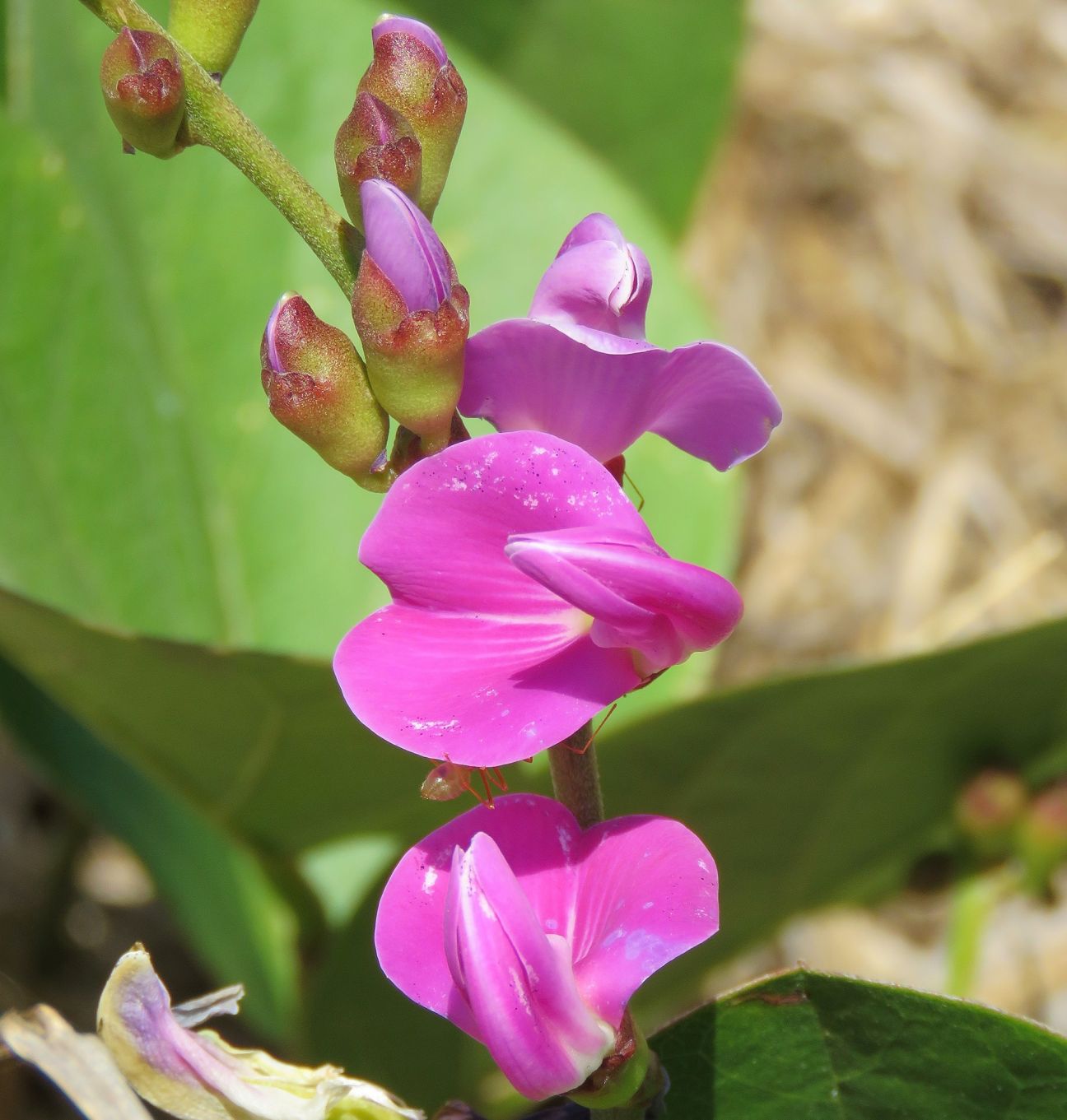Vine growing on beach with large ovate green leaves and bright pink-purple pea flowers.