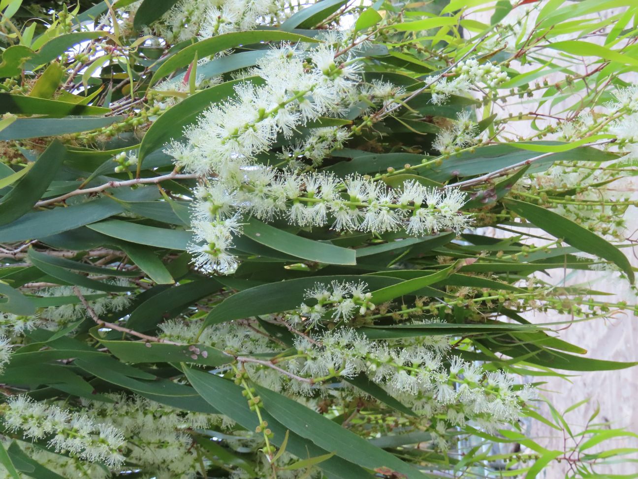 Leaves with many white flowers. 