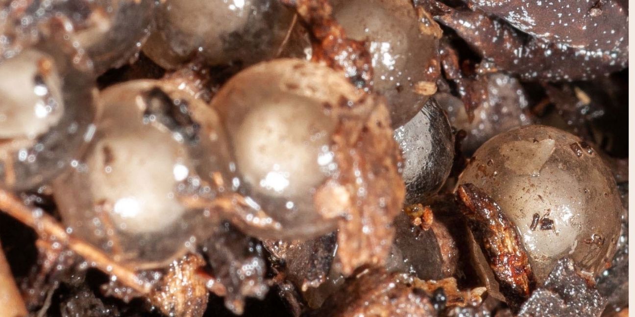 Many round see-through eggs in leaf litter.