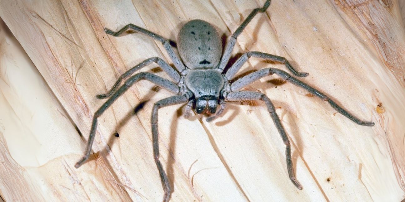 Large grey huntsman spider
