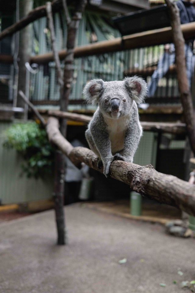 Photo of female koala, Wynter, waits for eucalyptus leaf.