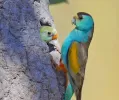 Golden-shouldered parrot