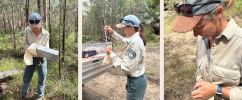 Three side-by-side photographs showing a fieldwork activity in a forested area. The left image shows a person standing among trees and grass, holding a rectangular metal box lined with a cloth. The middle image shows the same person beside the open tray of a utility vehicle, using a small tool to transfer contents into a fabric sample bag, with equipment and supplies visible nearby. The right image is a close-up of the person’s hands gently holding a small grey animal, with the forest floor and dry leaves blurred in the background.