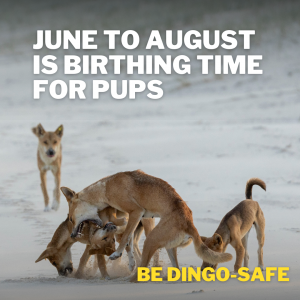 June to August is brithing time for dingo pups - Be Dingo-Safe including pictures of 5 Dingoes on K'gari playing in a pack