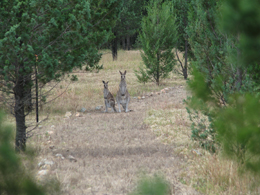 Eastern grey kangaroos.