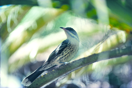 Spiny-cheeked honeyeater. 