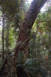 Explore the diverse rainforest on short walks from the Speewah trailhead. 