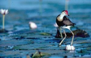 Comb-crested jacana. 