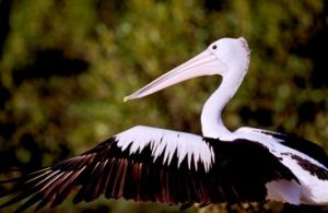 Pelicans are easy to identify. 