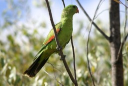 Red-winged parrot at Moorrinya National Park. 
