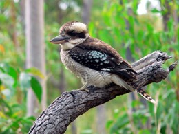 Image of a laughing kookaburra