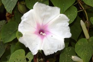 Image of an onion vine flower.