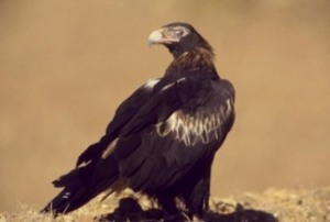 Wedge-tailed eagle. 