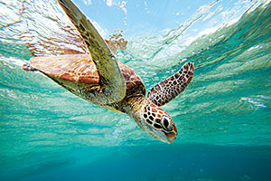 Turtle. 