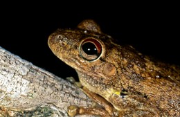 Photo of Northern laughing treefrog