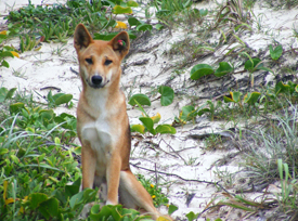 Dingo management on K'gari is supported by many dingo experts, scientists and wildlife welfare organisations. 