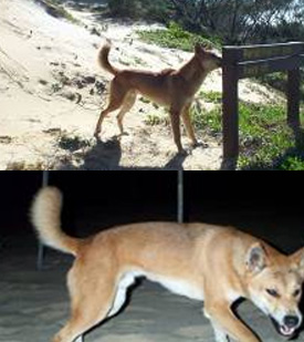 Interfering with dingoes causes their natural behaviour to change-they are no longer wary of humans and can become aggressive quickly.