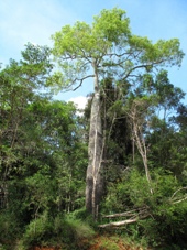 Drivers of 4WD vehicles can continue past the lookout and drive through Hurdle Gully Scrub where magnificent bottle trees stand on the edge of the dry rainforest.