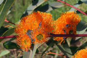 The bright orange flowers of Eucalyptus chartaboma can be seen in April.