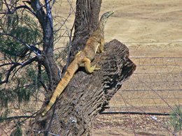 A yellow-spotted monitor surveys its territory.