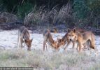 Fraser Island Dingoes