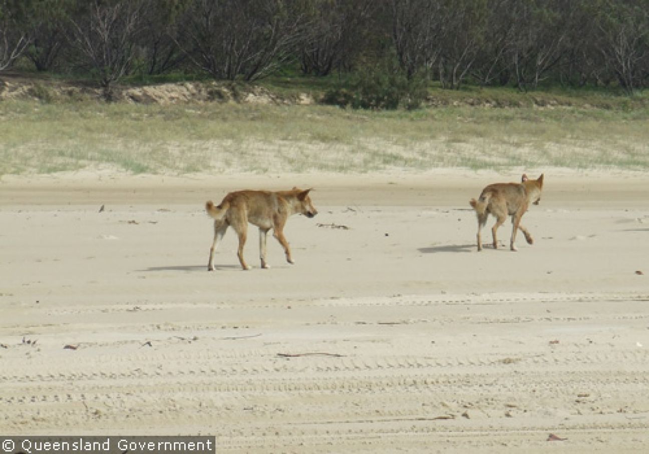 Dingo image gallery September 2010 | K'gari, Great Sandy National Park ...