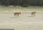 Fraser Island Dingoes