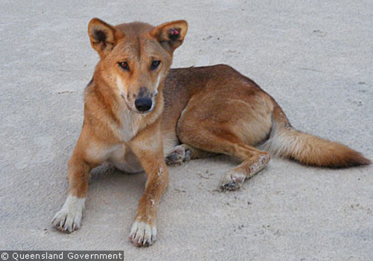 Fraser Island Dingoes