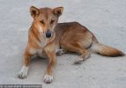 Fraser Island Dingoes