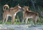 Fraser Island Dingoes June 2011