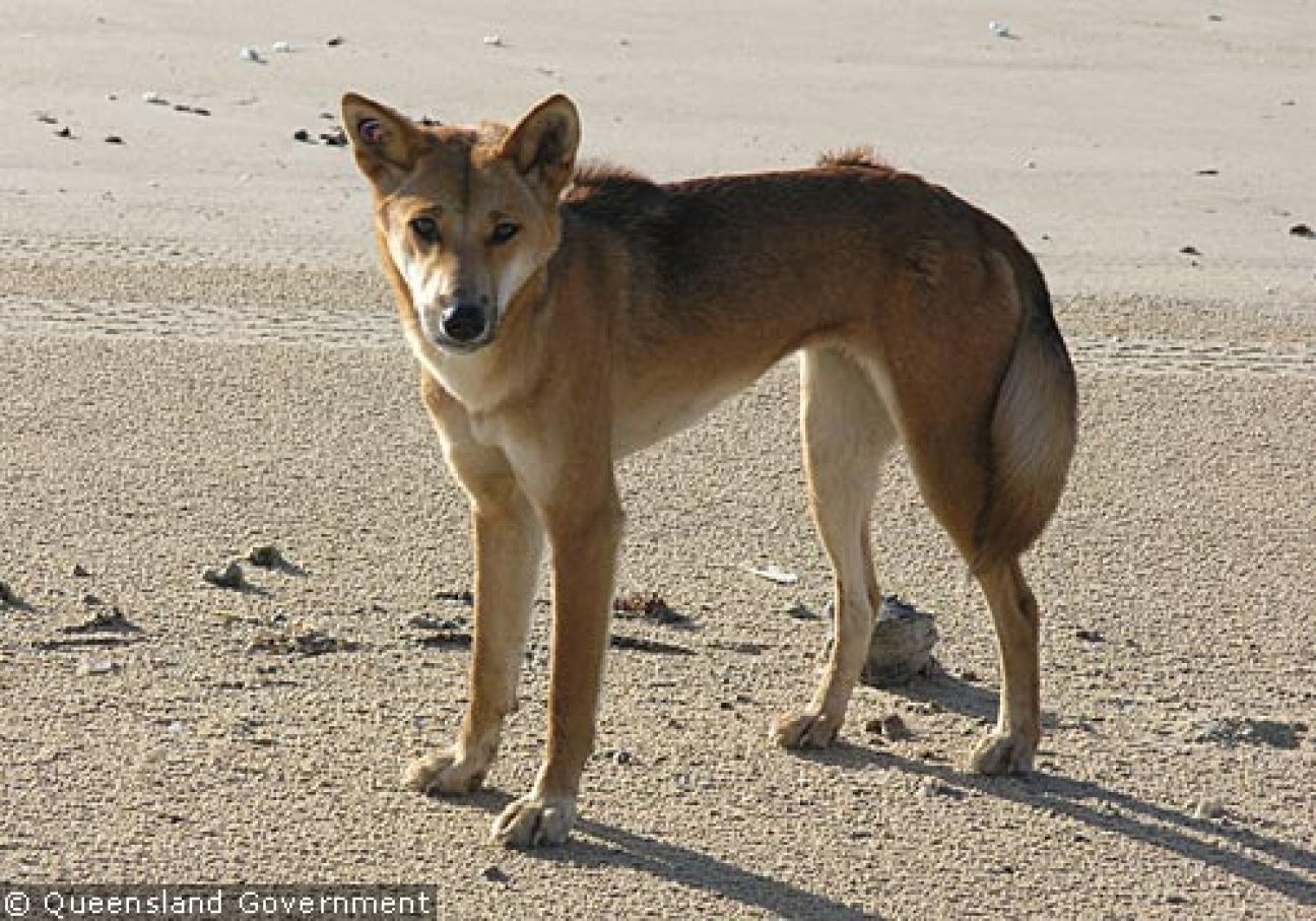 Fraser Island Dingoes