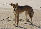 Fraser Island Dingoes