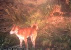 Fraser Island Dingoes
