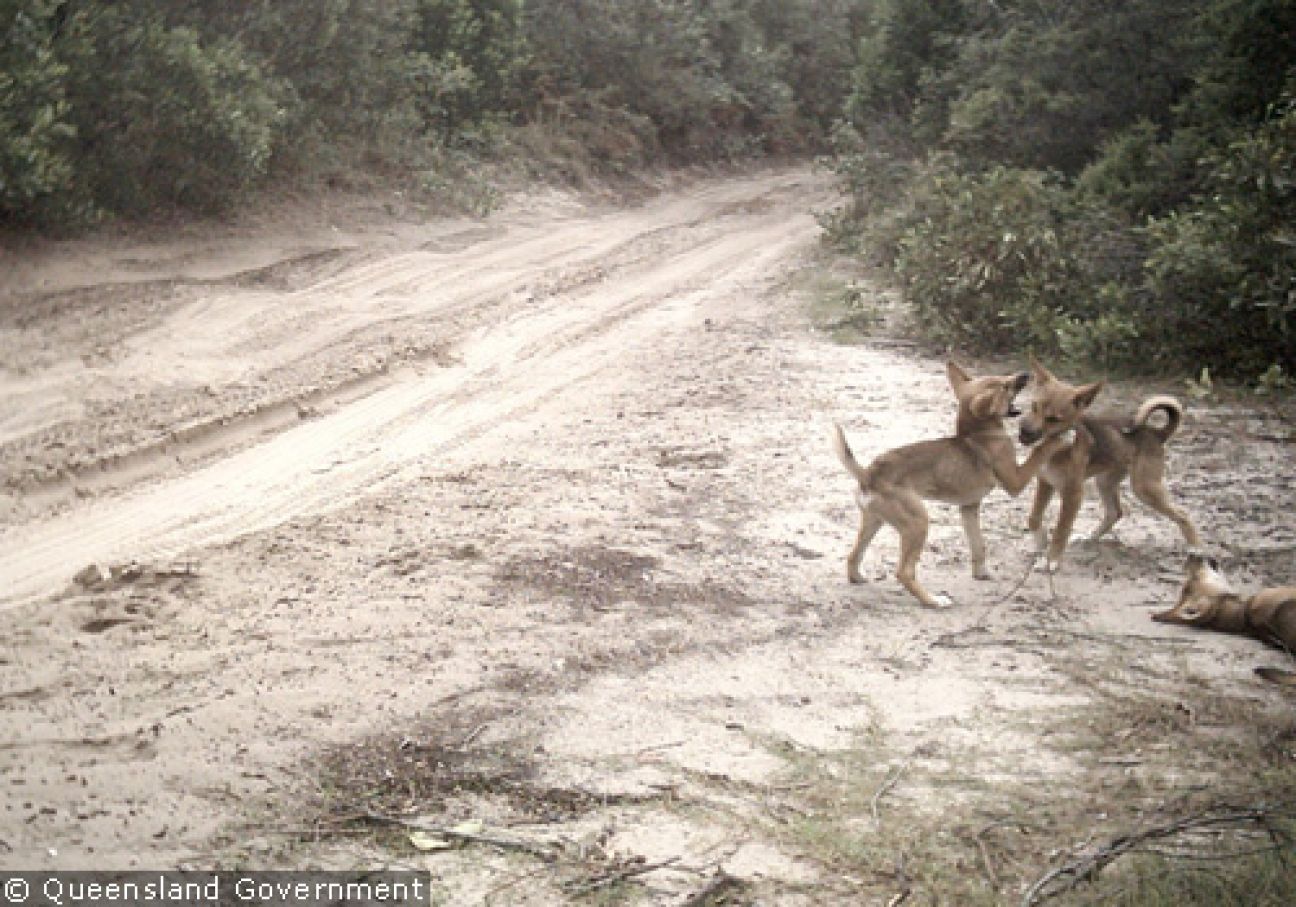 Fraser Island Dingoes