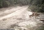 Fraser Island Dingoes
