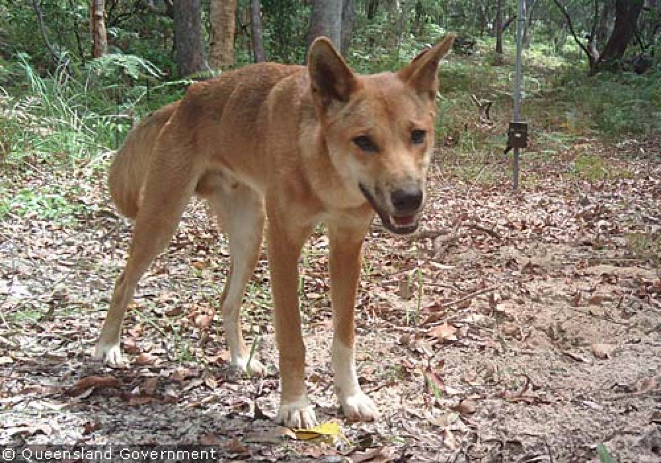 Fraser Island Dingoes