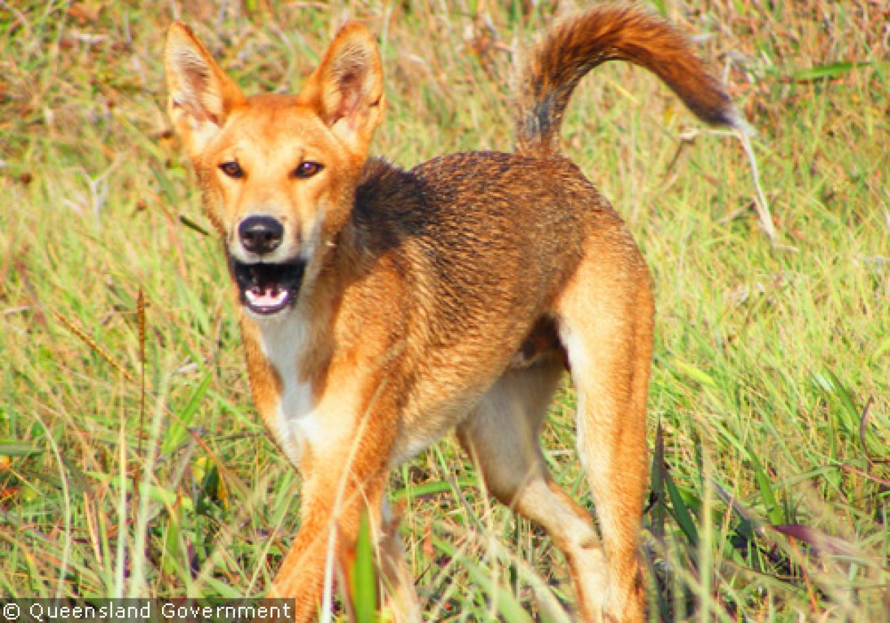 Fraser Island Dingoes